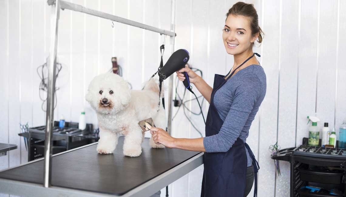 Poochies Dog Grooming Bournemouth Gentle Dog Groomers